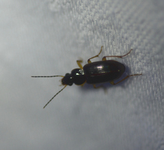 Stenolophus ochropezus