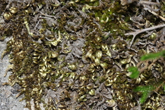 Homalothecium aureum