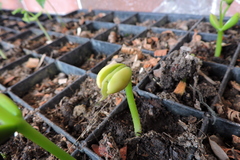 Erythrina rubrinervia