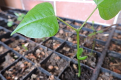 Erythrina rubrinervia