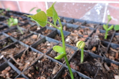 Erythrina rubrinervia