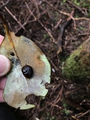 Rhytida australis