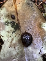 Rhytida australis
