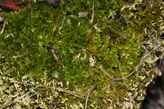 Homalothecium aureum