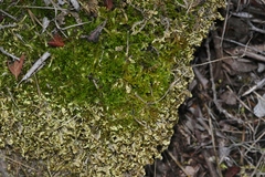 Homalothecium aureum