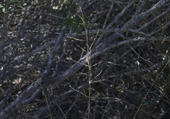 Melica imperfecta
