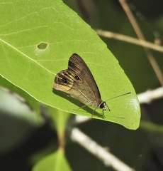 Hypocysta irius