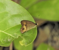 Hypocysta irius