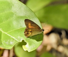 Hypocysta irius