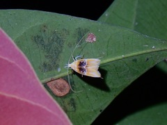 Torodora
