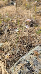 Hesperolinon congestum