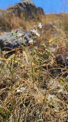 Hesperolinon congestum