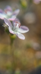 Hesperolinon congestum