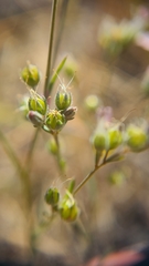 Hesperolinon congestum