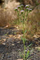Phacelia brachyloba