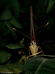 Anartia amathea