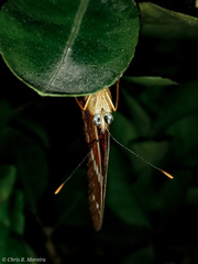 Anartia amathea