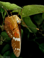 Anartia amathea