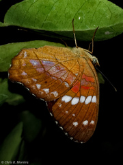 Anartia amathea