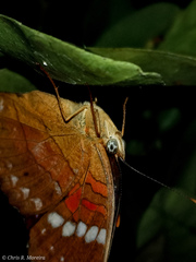 Anartia amathea