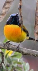 Aethopyga nipalensis