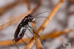 Cicindela abdominalis