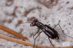 Cicindela abdominalis