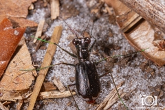 Cicindela abdominalis