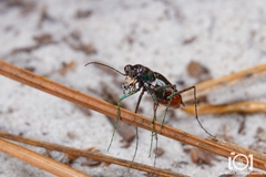 Cicindela abdominalis