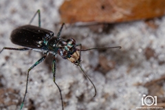 Cicindela abdominalis