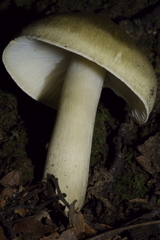 Tricholoma viridiolivaceum