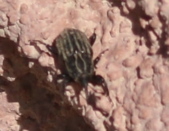 Sphenophorus australis