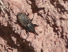 Sphenophorus australis