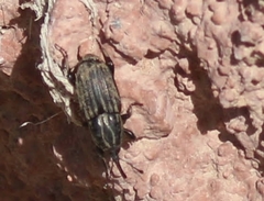 Sphenophorus australis