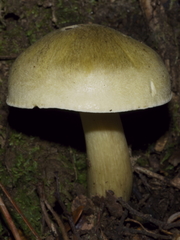Tricholoma viridiolivaceum