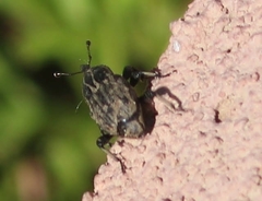 Sphenophorus australis