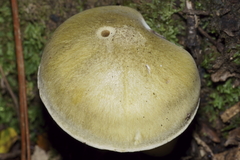 Tricholoma viridiolivaceum