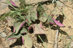 Boerhavia diffusa