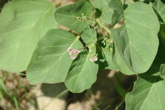 Boerhavia diffusa