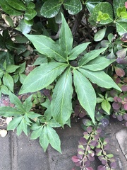 Pinellia pedatisecta