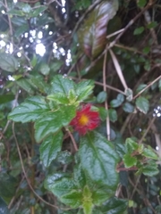 Columnea domingensis