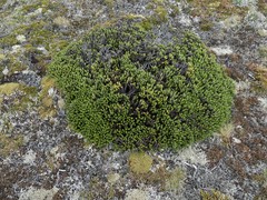 Celmisia ramulosa tuberculata