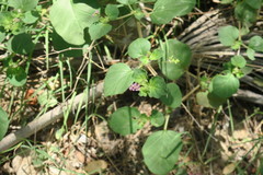 Boerhavia diffusa