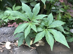 Pinellia pedatisecta