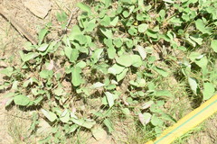 Boerhavia diffusa