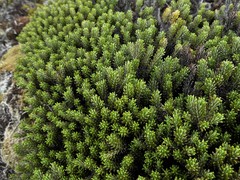 Celmisia ramulosa tuberculata