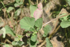 Boerhavia diffusa