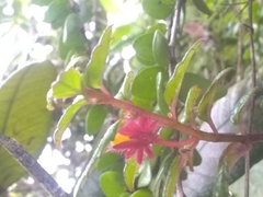 Columnea domingensis