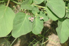 Boerhavia diffusa