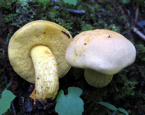 Ornate-stalked bolete